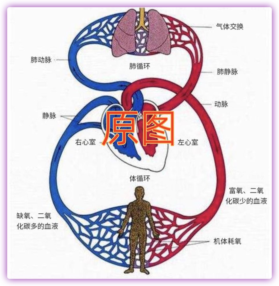 科研绘图课第一节 - 手里有参考的科研论文图片了,怎么仿图?(生物实体类,非论文路线图)